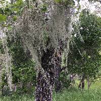 Ramalina menziesii image