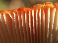 Amanita muscaria image