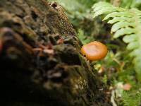 Galerina patagonica image