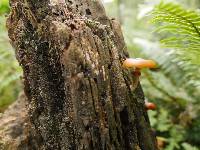 Galerina patagonica image