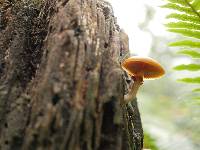 Galerina patagonica image