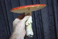 Amanita muscaria image