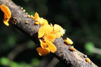 Favolaschia calocera image