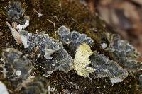 Trametes versicolor image