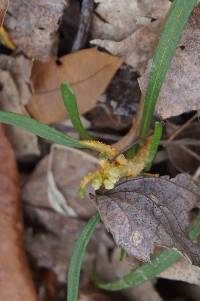 Puccinia mariae-wilsoniae image