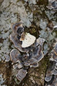 Trametes versicolor image