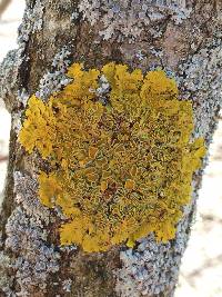 Xanthoria parietina var. parietina image