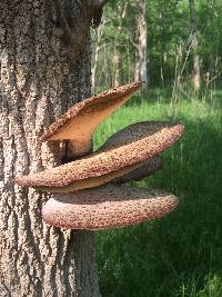 Polyporus squamosus image