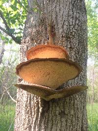 Polyporus squamosus image