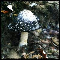 Coprinus comatus image