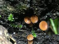 Scutellinia scutellata image