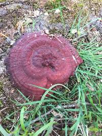 Ganoderma sessile image