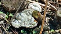 Ganoderma applanatum image