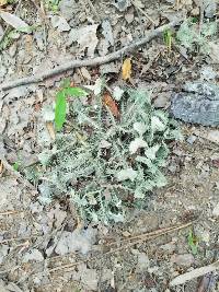 Usnea strigosa image