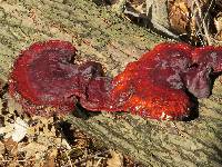 Ganoderma tsugae image