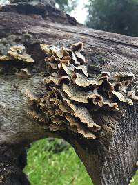 Trametes versicolor image