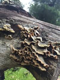 Trametes versicolor image