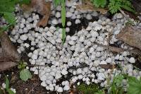 Coprinellus disseminatus image