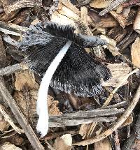 Coprinopsis lagopus image