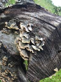 Trametes versicolor image