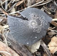 Coprinopsis lagopus image