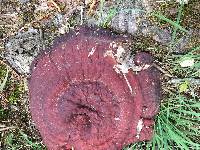 Ganoderma sessile image