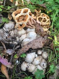 Clathrus ruber image