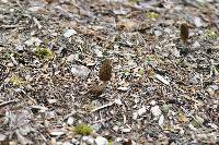 Morchella importuna image