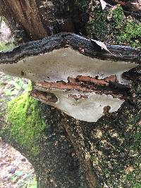 Ganoderma brownii image