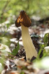 Morchella punctipes image