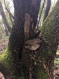 Ganoderma brownii image