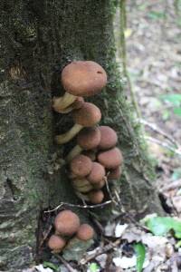 Agrocybe parasitica image