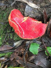 Hygrocybe coccinea image