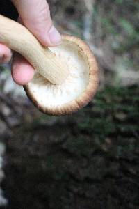 Agrocybe parasitica image