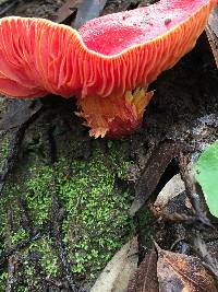 Hygrocybe coccinea image