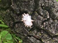 Schizophyllum commune image