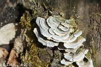 Trametes versicolor image