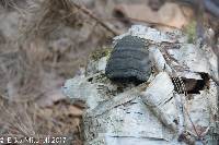 Fomes fomentarius image