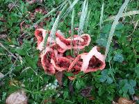 Clathrus ruber image