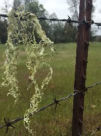 Ramalina menziesii image