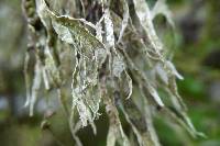 Ramalina farinacea image