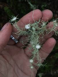 Usnea intermedia image