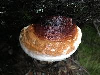 Fomitopsis pinicola image