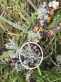 Ramalina farinacea image