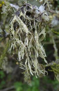 Ramalina farinacea image