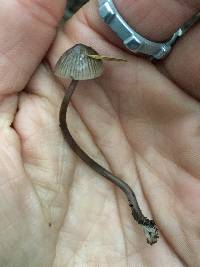 Mycena leptocephala image