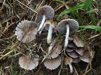 Psathyrella candolleana image