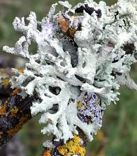 Evernia prunastri image