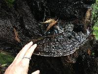 Ganoderma brownii image