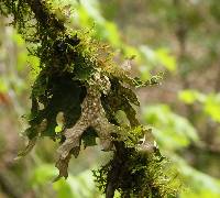 Lobaria pulmonaria image